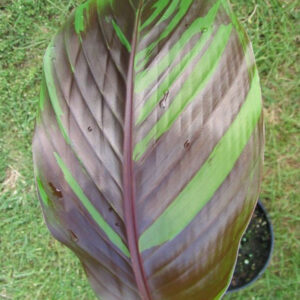Musa sikkimensis 'Manipur' - Manipur Banana, Bengal tiger
