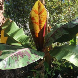 Musa sikkimensis 'Red Tiger' - Red Tiger Banana, Bengal tiger