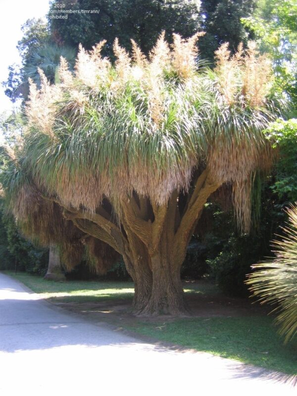 Nolina longifolia - Oaxacan Pony Tail