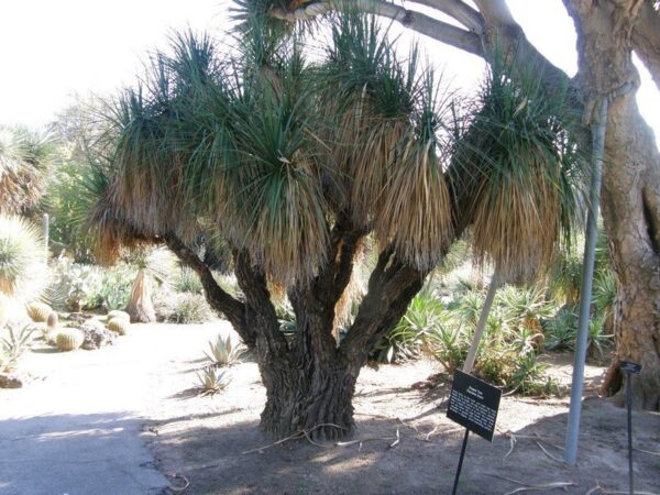 Nolina longifolia - Oaxacan Pony Tail - Image 2