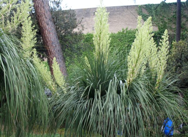 Nolina longifolia - Oaxacan Pony Tail - Image 3