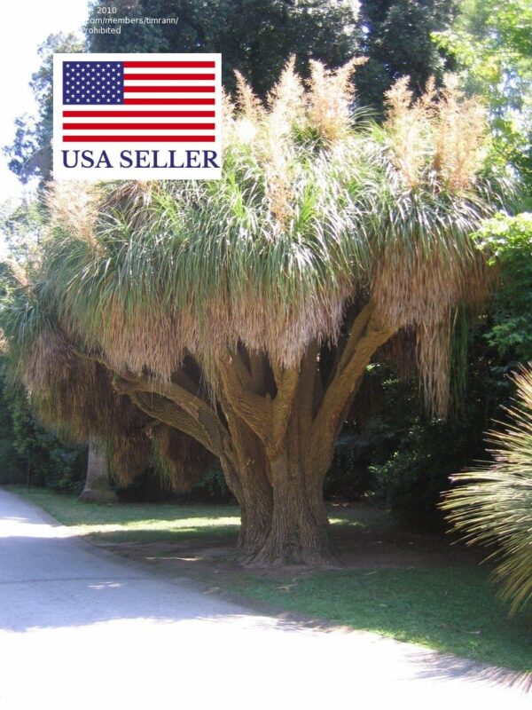 Nolina longifolia - Oaxacan Pony Tail - Image 4