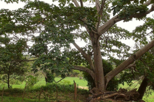 Ochroma pyramidale - Balsa tree - Image 2