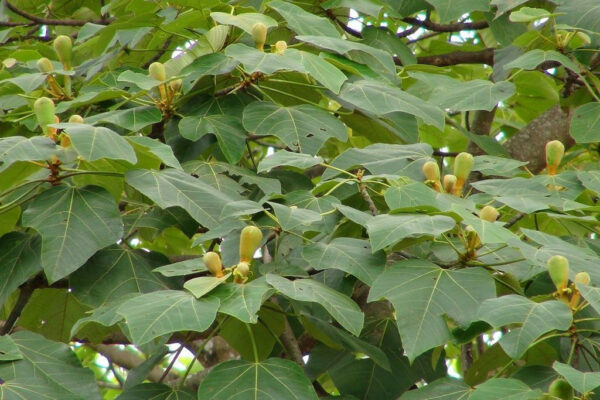 Ochroma pyramidale - Balsa tree - Image 3