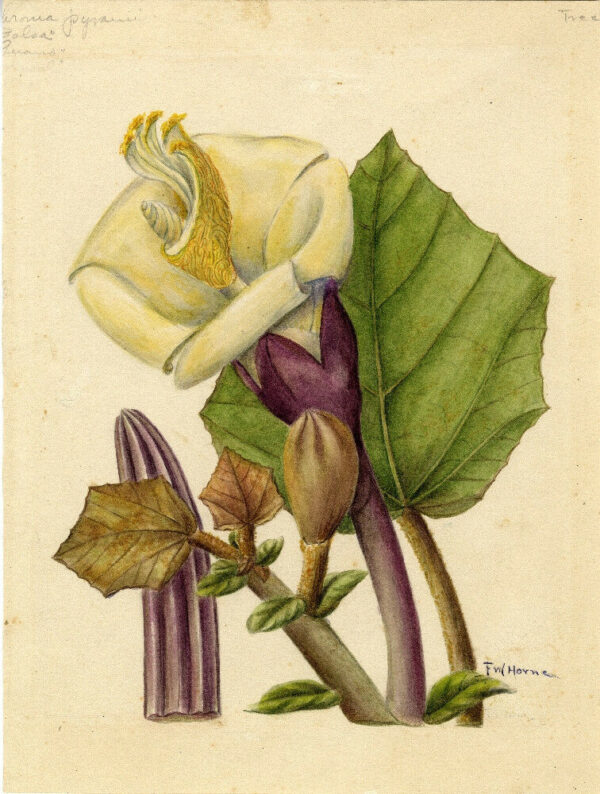 Ochroma pyramidale - Balsa tree - Image 4