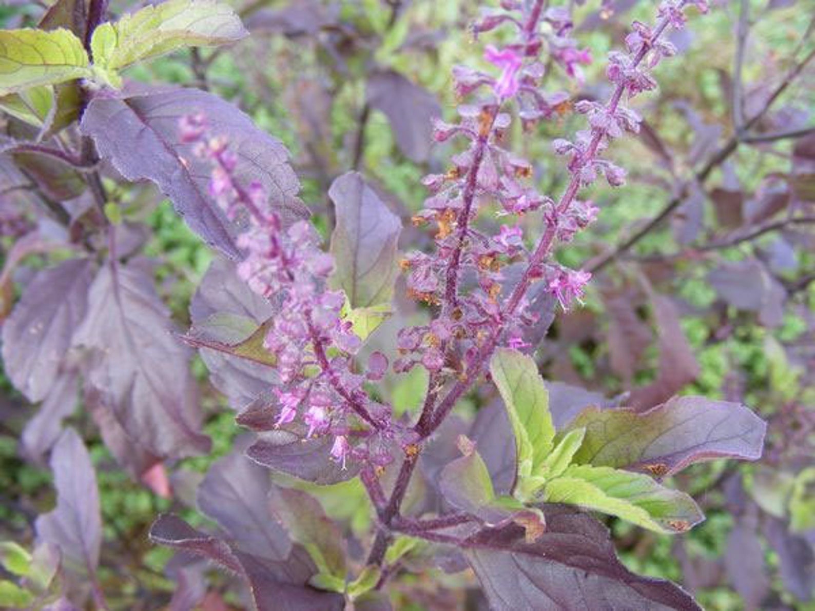 Ocimum tenuiflorum 'Purple Leaf' / Ocimum sanctum / Geniosporum