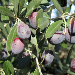 Olea europea - Olive Tree