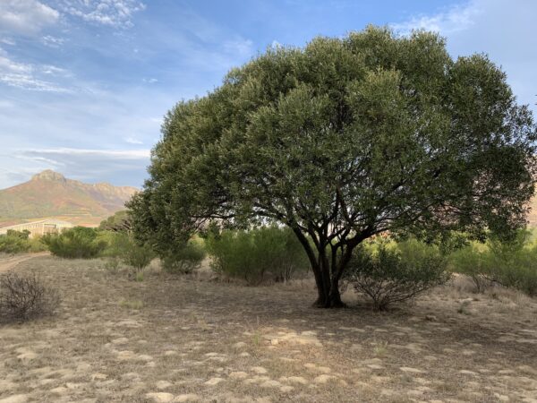 Olea europea - Olive Tree - Image 5