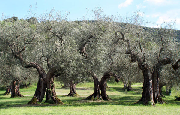 Olea europea - Olive Tree - Image 8