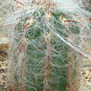 Oreocereus celsianus - Old Man of the Andes