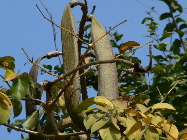 Oroxylum indicum - Midnight Horror - Image 7