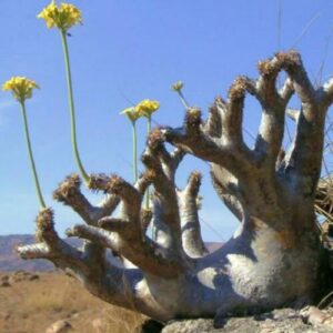 Pachypodium densiflorum var. densiflorum - Madagascar palm tree