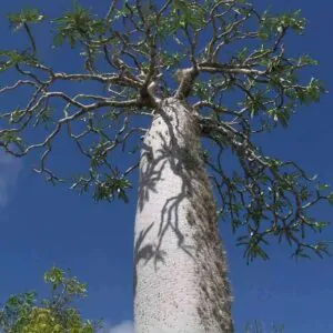 Pachypodium mikea - Pachypodium palm