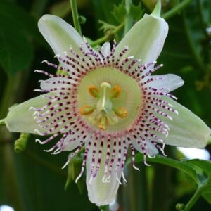 Passiflora adenopoda / Passiflora acerifolia - Velcro Passion Flower Maracuja