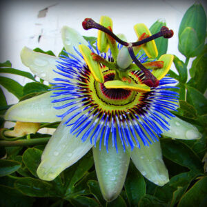 Passiflora caerulea - Blue Passion Fruit Maracuja