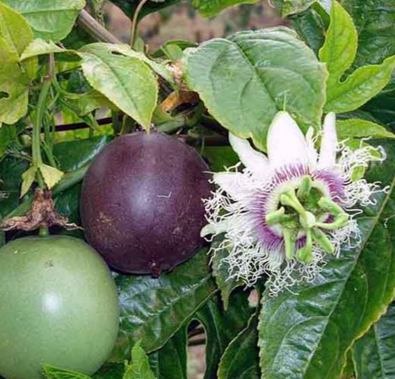 Passiflora x flavicarpa / Fruit de la passion / Grenadille