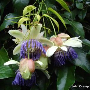 Passiflora popenovii - Perfect Passionfruit, Passionflower Maracuja