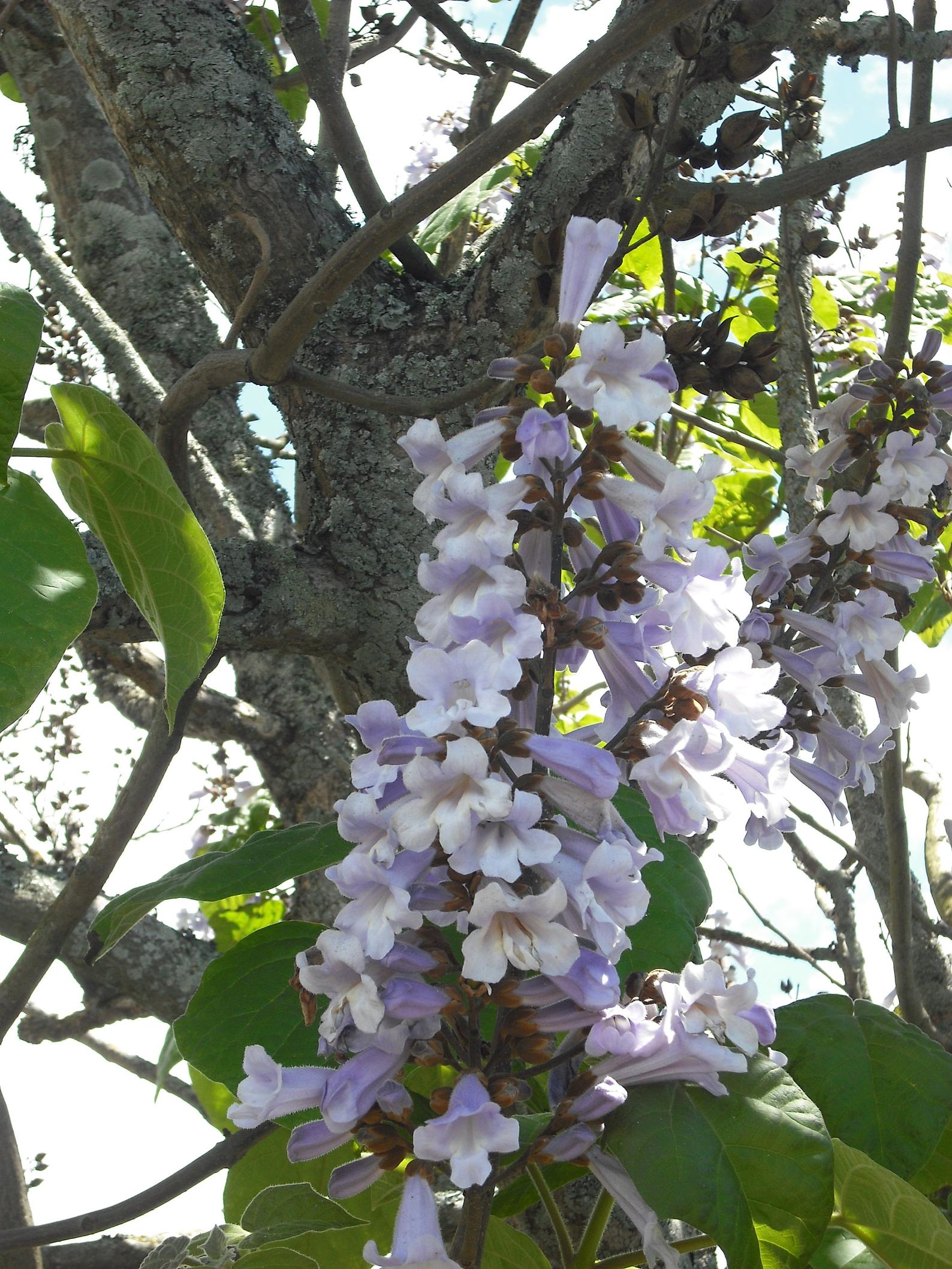 Paulownia elongata (Empress Tree)