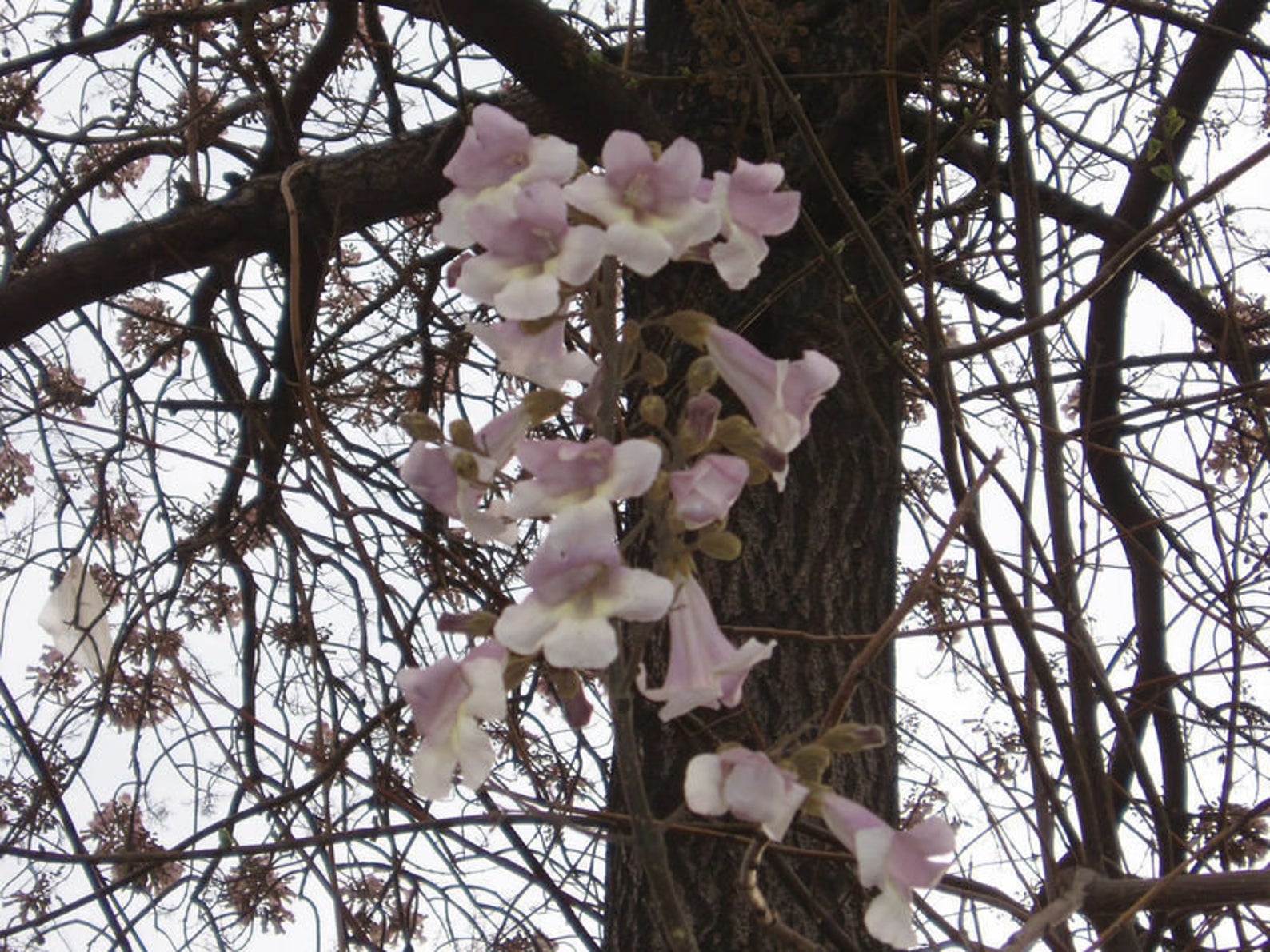 Paulownia fortunei - Fortunes Empress Tree, Sapphire Tree - Quinta dos  Ouriques