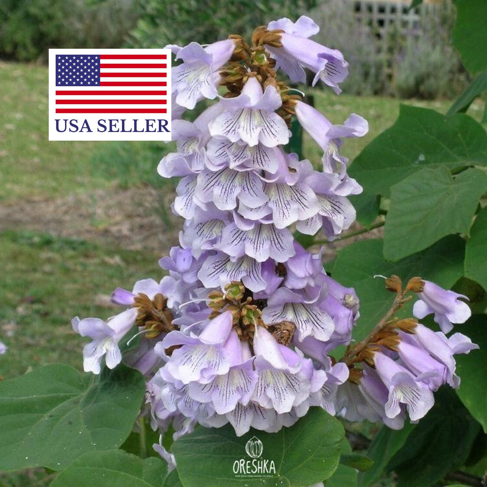 Paulownia fortunei - Fortunes Empress Tree, Sapphire Tree - Quinta dos  Ouriques