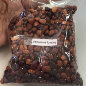 Phaseolus lunatus - Lima bean, Butter bean, Sieva bean, Double bean, Madagascar bean