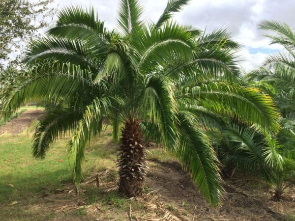 Phoenix rupicola - Cliff Date Palm - Image 2