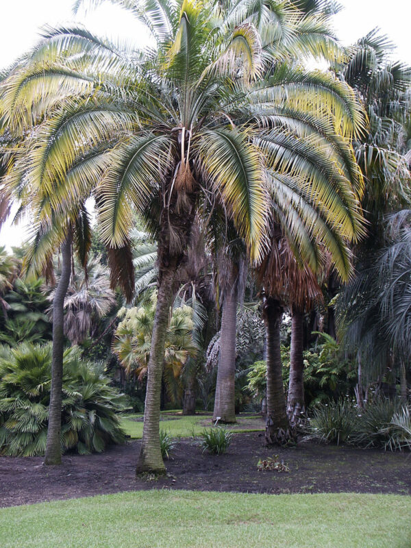 Phoenix rupicola - Cliff Date Palm - Image 3