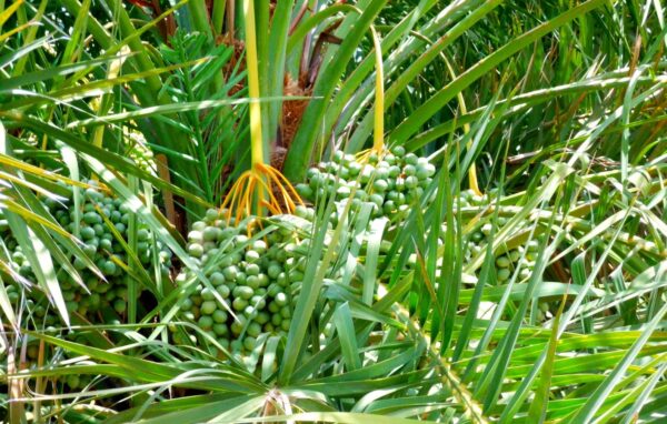Phoenix rupicola - Cliff Date Palm - Image 4