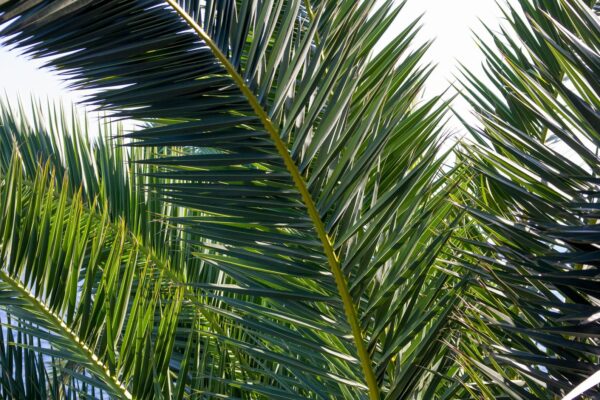 Phoenix rupicola - Cliff Date Palm - Image 5
