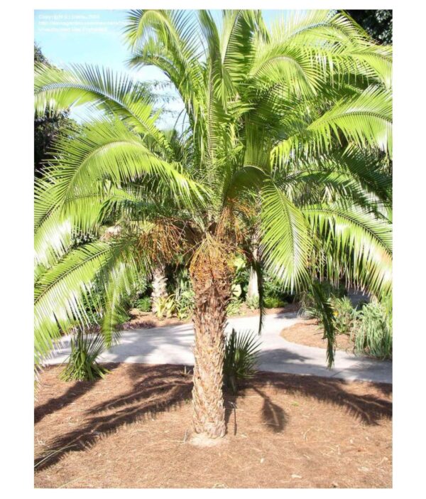 Phoenix rupicola - Cliff Date Palm - Image 7