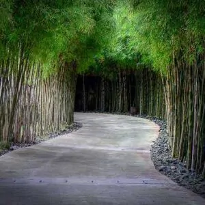 Phyllostachys edulis / Phyllostachys pubescens / Bambos moosoo / Bambusa edulis  - Moso Bamboo, Tortoise-shell Bamboo, Mao zhu