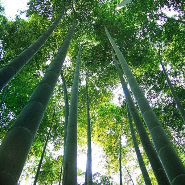 Phyllostachys edulis / Phyllostachys pubescens / Bambos moosoo / Bambusa edulis  - Moso Bamboo, Tortoise-shell Bamboo, Mao zhu - Image 6