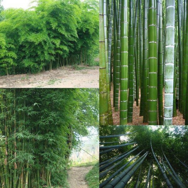 Phyllostachys edulis / Phyllostachys pubescens / Bambos moosoo / Bambusa edulis  - Moso Bamboo, Tortoise-shell Bamboo, Mao zhu - Image 7