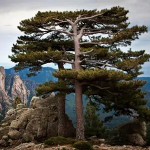 Pinus nigra subsp. laricio - Pinheiro-larício, Austrian Pine, Black Pine, Corsica, Corsican Pine, Corsican La