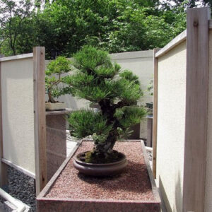Pinus thunbergii - Japanese black pinheiro