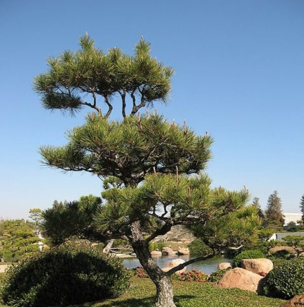 Pinus thunbergii - Japanese black pinheiro - Image 5