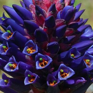 Puya venusta - Chagualillo
