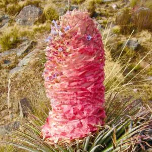 Puya weberiana - Weberian bromeliad, princess of carmine flowers, bromeliad princess pink
