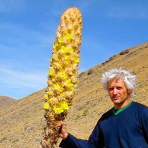Puya yakespala - Yakespala Bromeliad, Yellow Desert Bromeliad, Lighted Bromeliad