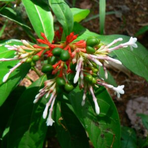 Rauvolfia serpentina / Ophioxylon serpentinum / Rauwolfia serpentina - Rauvolfia Root,  Rauwolfia,  Sarpagandha,  Schlangenwurz,  Serpentine Wood