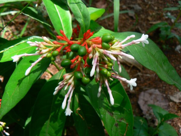 Rauvolfia serpentina / Ophioxylon serpentinum / Rauwolfia serpentina - Rauvolfia Root,  Rauwolfia,  Sarpagandha,  Schlangenwurz,  Serpentine Wood