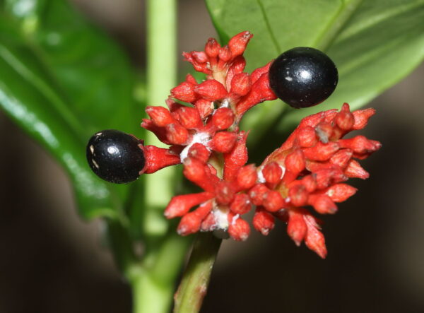 Rauvolfia serpentina / Ophioxylon serpentinum / Rauwolfia serpentina - Rauvolfia Root,  Rauwolfia,  Sarpagandha,  Schlangenwurz,  Serpentine Wood - Image 2