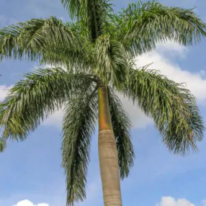 Roystonea regia - Cuban Royal Palm