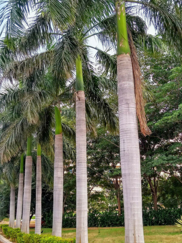 Roystonea regia 'Florida' (desativado - sinônimo de Roystonea regia 'Cuban Royal - Florida Royal Palm - Image 3