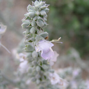 Salvia apiana - sacred salvia, honey salvia, white salvia