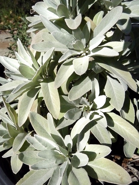 75 Sagrada salvia blanca Salvia Apiana Arbusto de plata Follaje nativo  Semillas de mancha