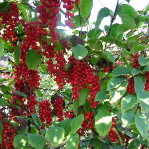 Schisandra chinensis - Magnolia-Vine, Chinese Magnolia-Vine, Schisandra, Magnolia Berry, Five-Flavor-Fruit