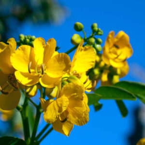 Senna alexandrina - Senna
