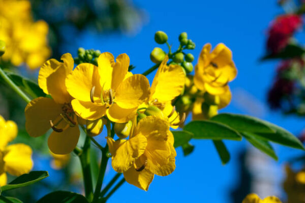 Senna alexandrina - Senna