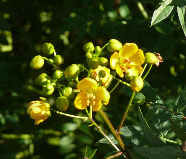 Senna alexandrina - Senna - Image 6
